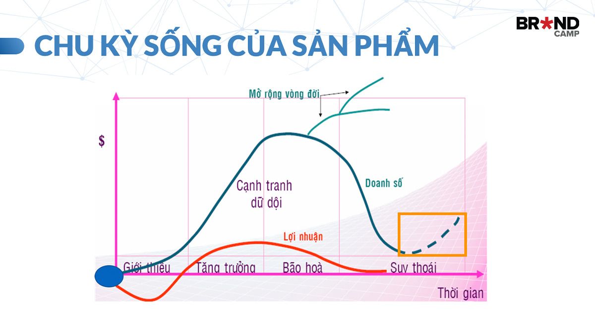 Chiến lược Segmentation - Targeting - Positioning (STP) và 4 giai đoạn phát triển của sản phẩm
