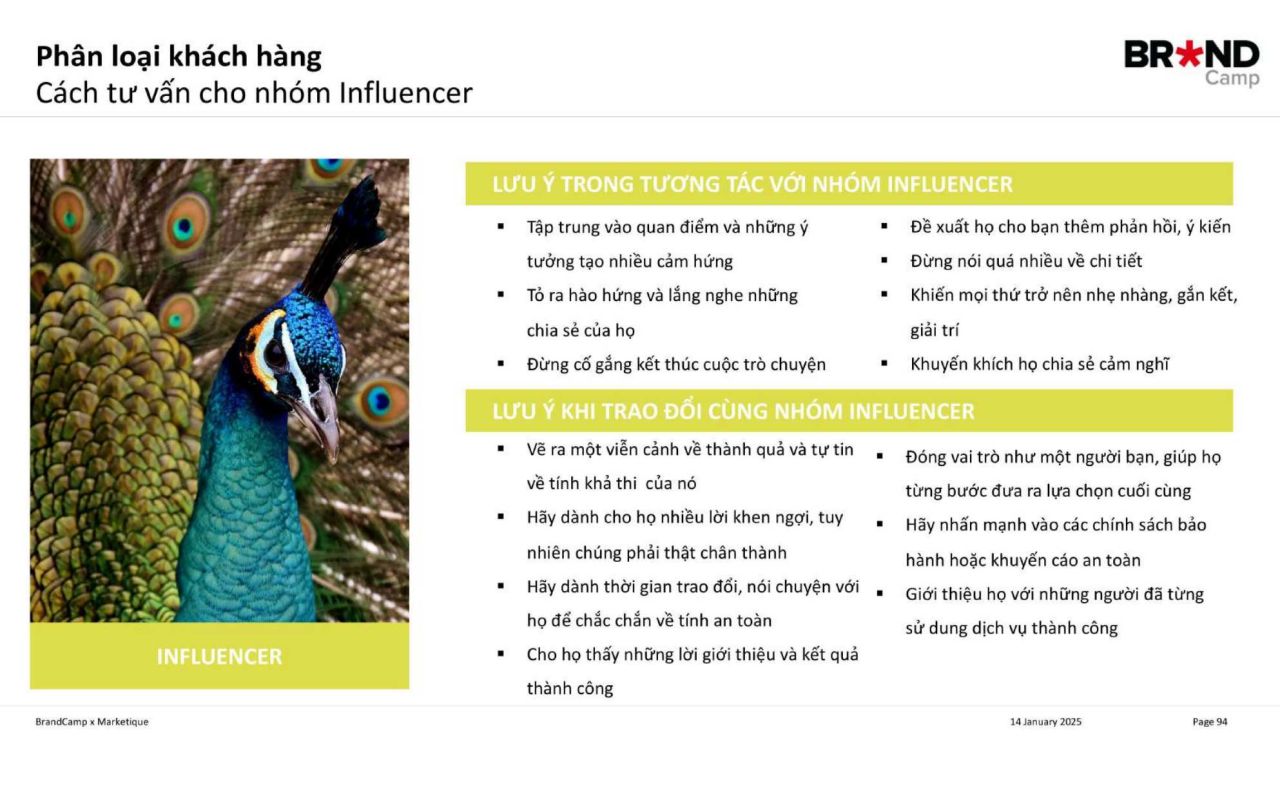 Cách tư vấn cho nhóm Chim công